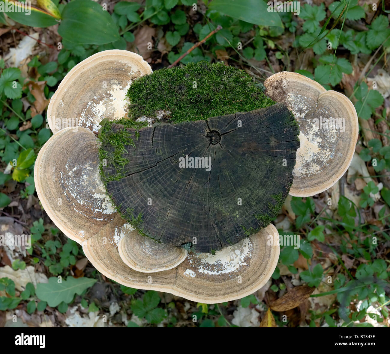 Alte verdorbene Stub mit Pilze und Moos bedeckt Stockfoto
