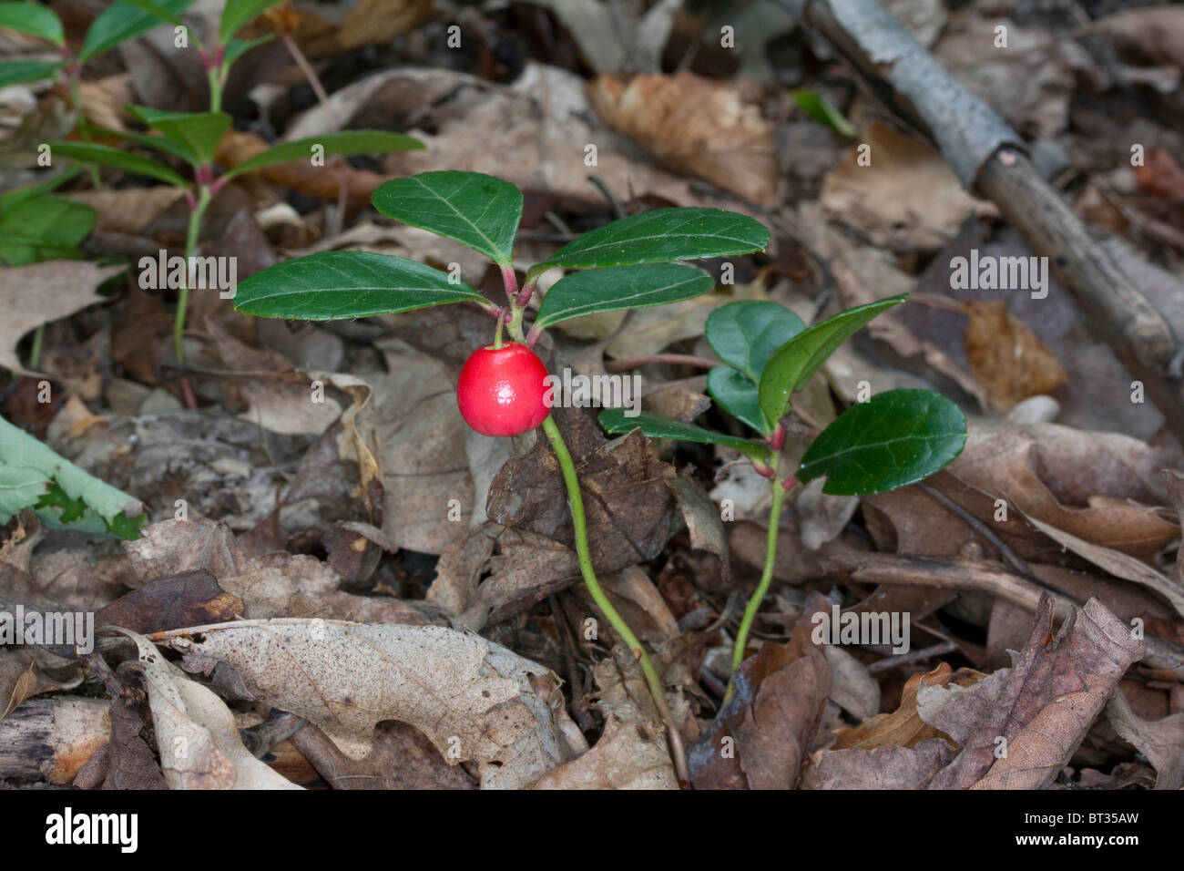 Wintergrün oder Tee Berry mit Berry Callunen Procumbens im Osten der USA Stockfoto