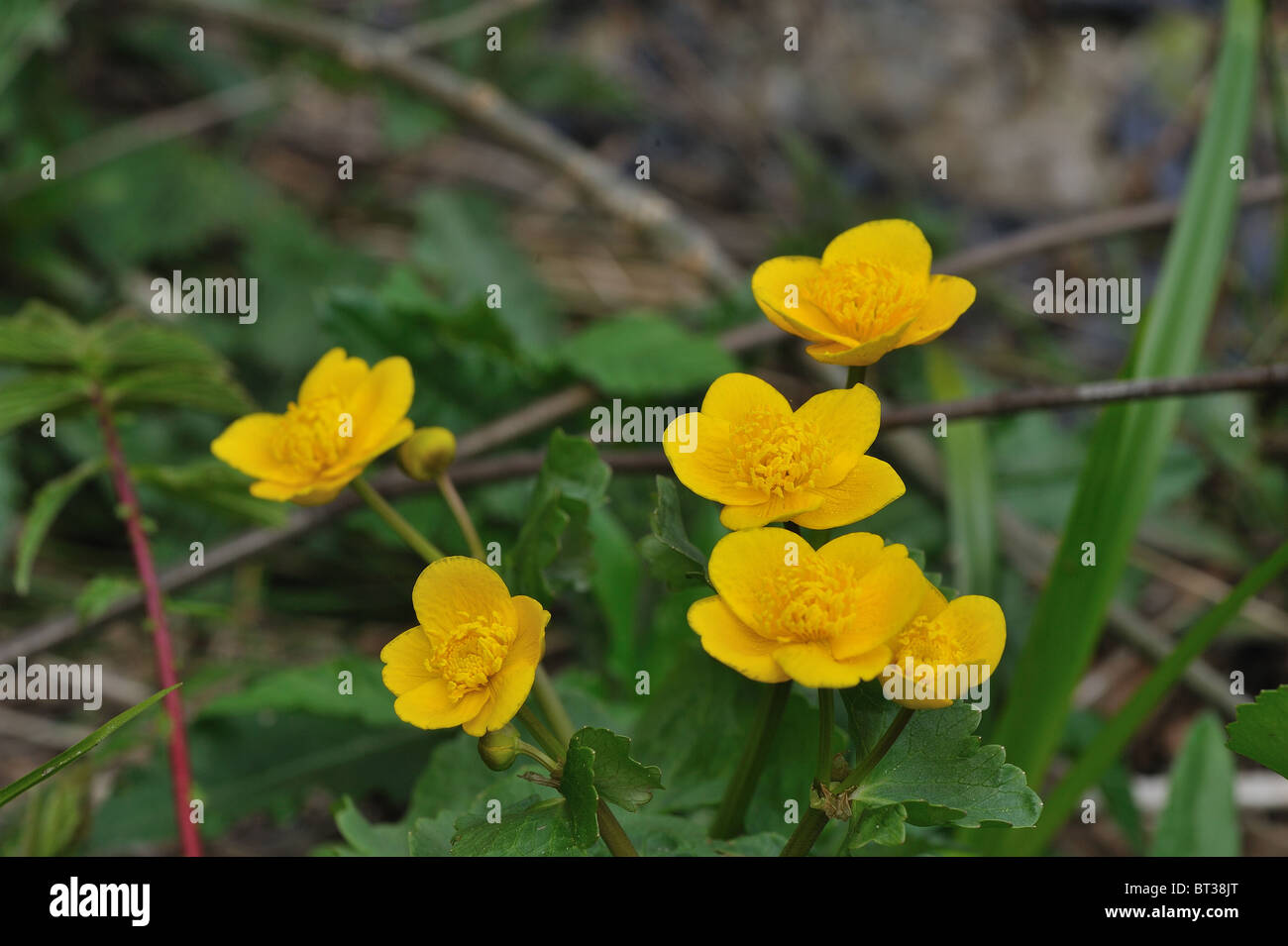 Gelbe Marsh Marigold - Sumpfdotterblumen (Caltha Palustris) Blume der Butterblume Familie - Blüte im Frühjahr auf der Wasser-Rand Stockfoto
