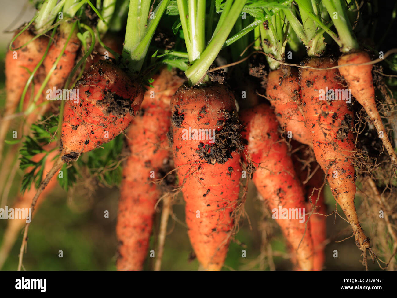 Frisch gepflückt homegrown Bio-Karotten. Stockfoto