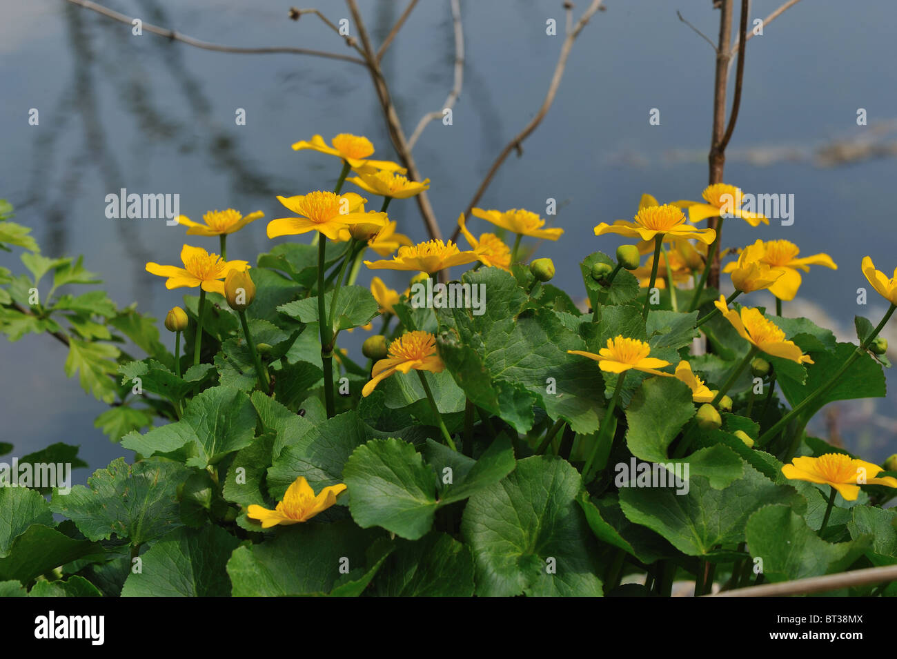 Gelbe Marsh Marigold - Sumpfdotterblumen (Caltha Palustris) Blume der Butterblume Familie - Blüte im Frühjahr auf der Wasser-Rand Stockfoto