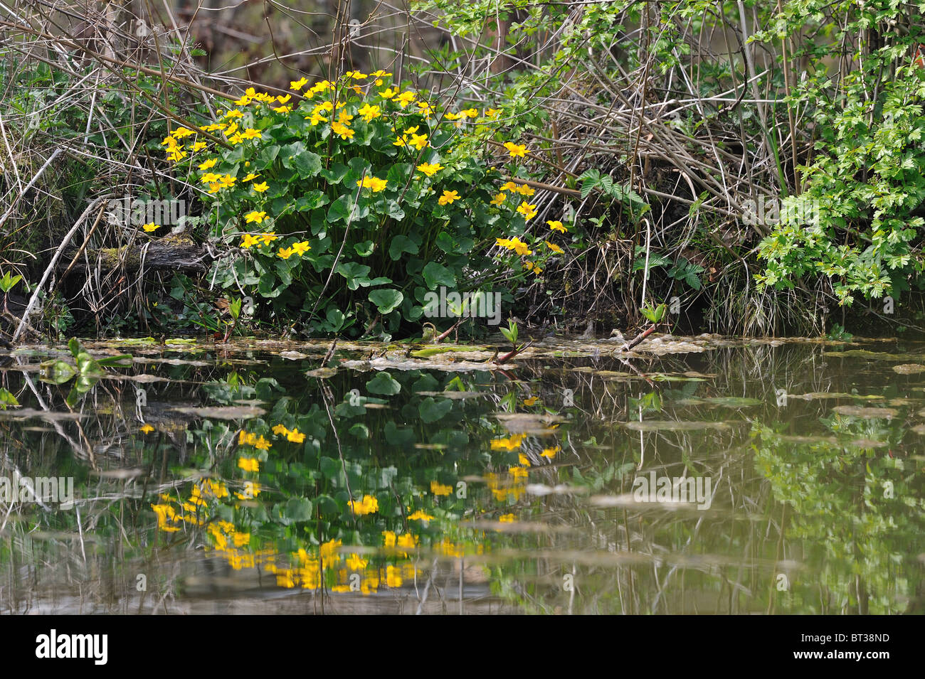 Gelbe Marsh Marigold - Sumpfdotterblumen (Caltha Palustris) Blume der Butterblume Familie - Blüte im Frühjahr auf der Wasser-Rand Stockfoto