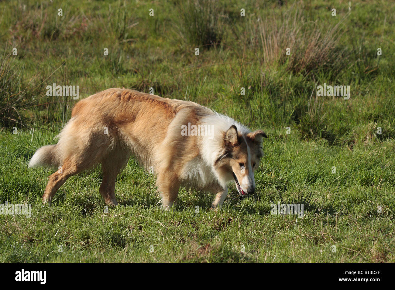 Grobe kurzhaarige Collie Hund Stockfoto