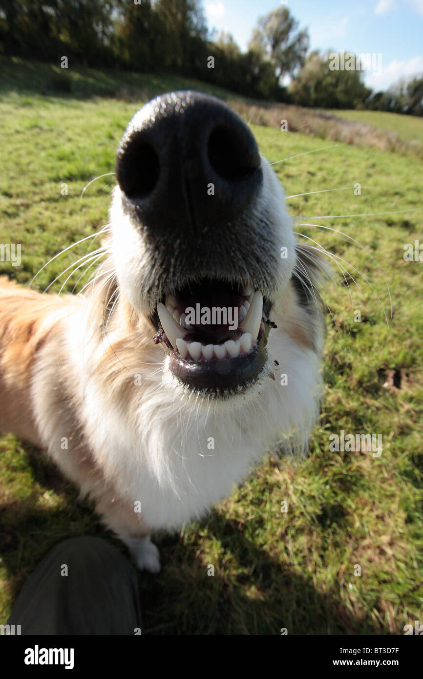 Grobe kurzhaarige Collie Hund Stockfoto