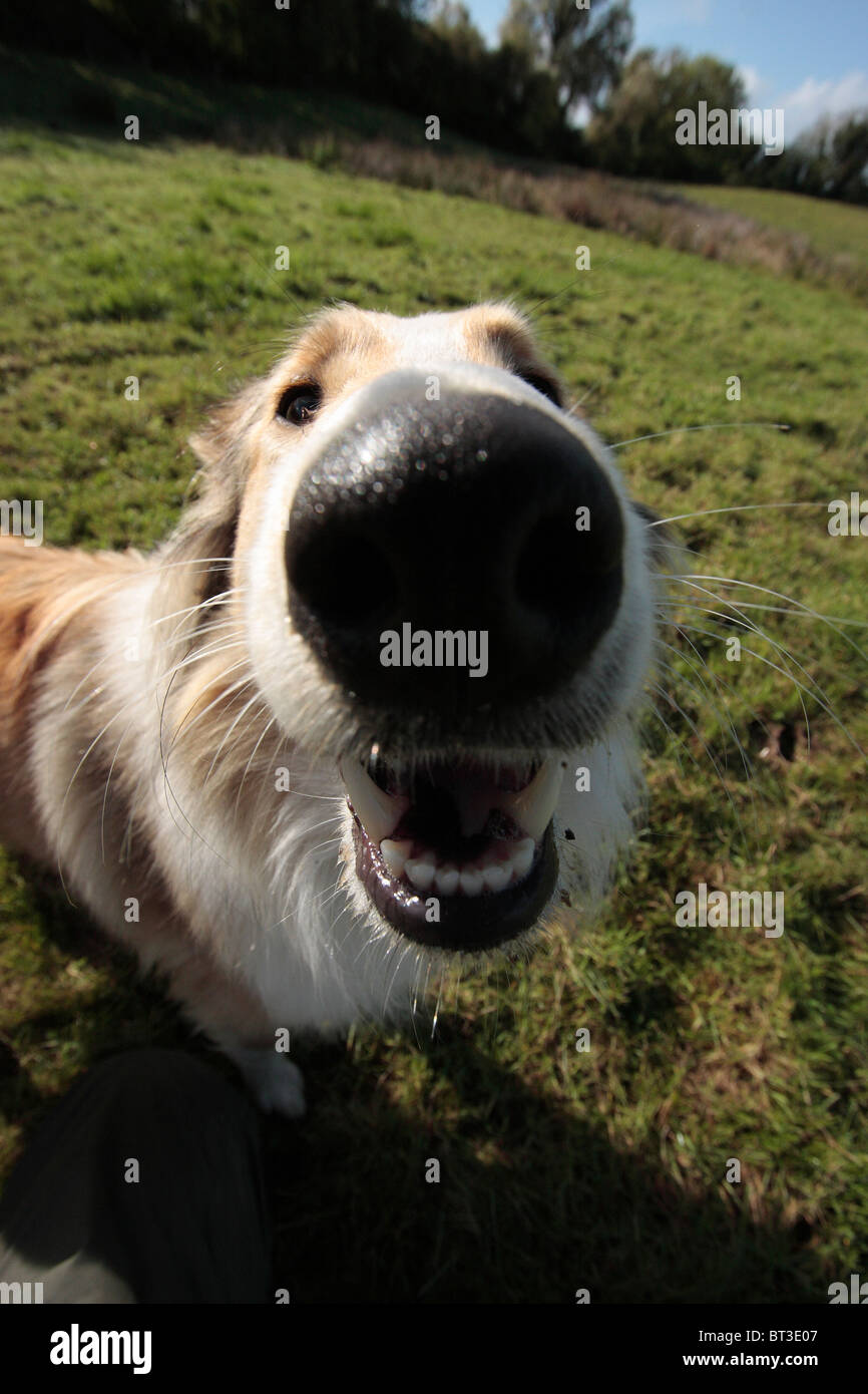 Grobe kurzhaarige Collie Hund Stockfoto