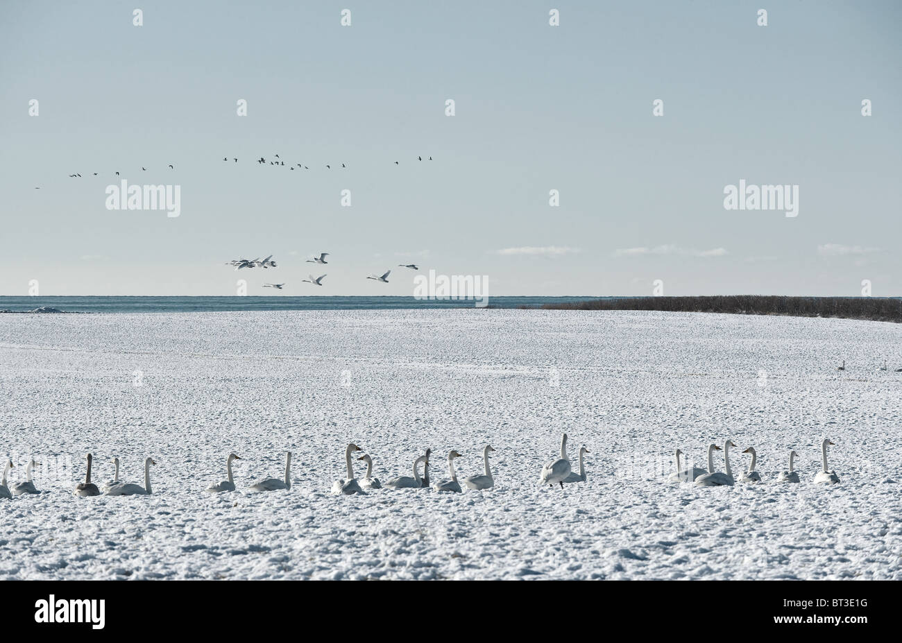Gänse auf tief verschneiten Weide. Winter, Migration. Hå, Rogaland, Norwegen Stockfoto