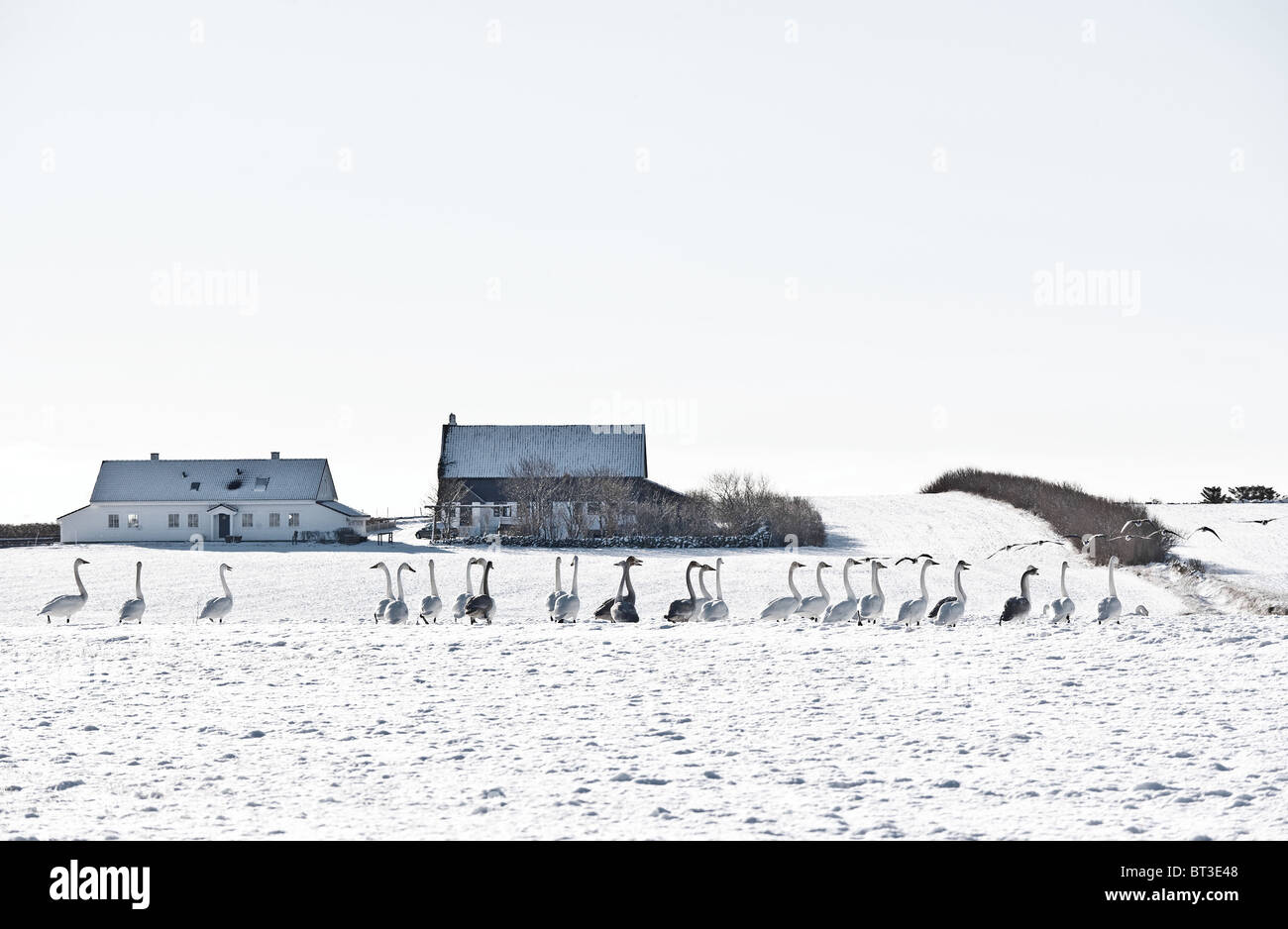 Gänse auf tief verschneiten Weide. Winter, Migration. Hå, Rogaland, Norwegen Stockfoto