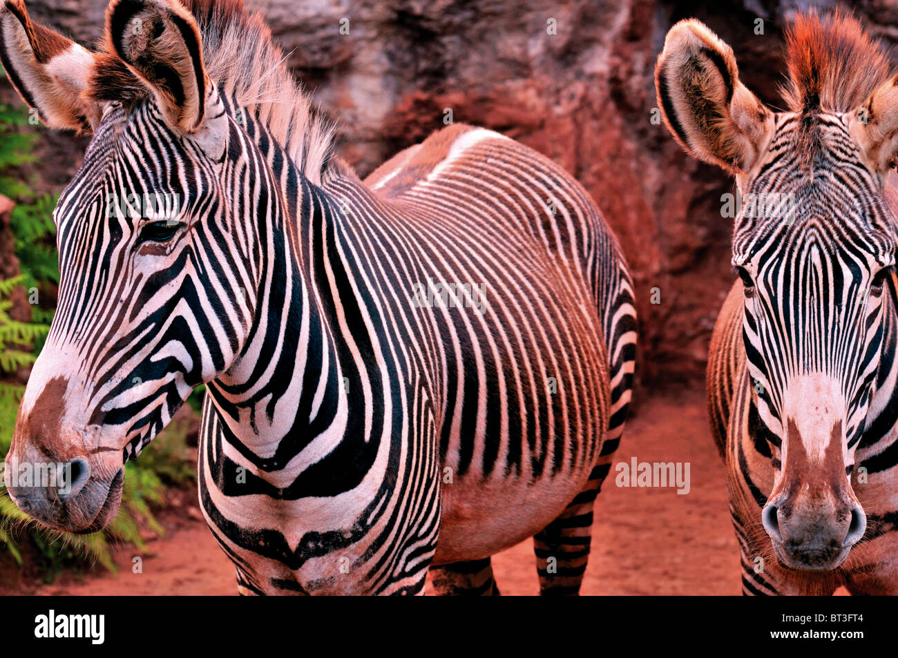 Spanien, Kantabrien: Zebras im Tierpark Carbáceno Stockfoto