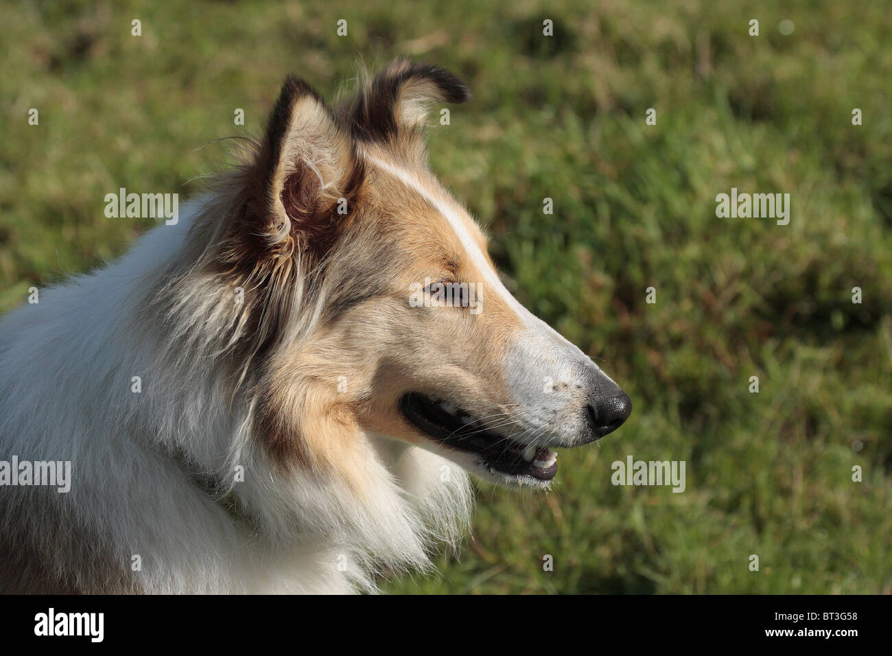 Grobe kurzhaarige Collie Hund Stockfoto