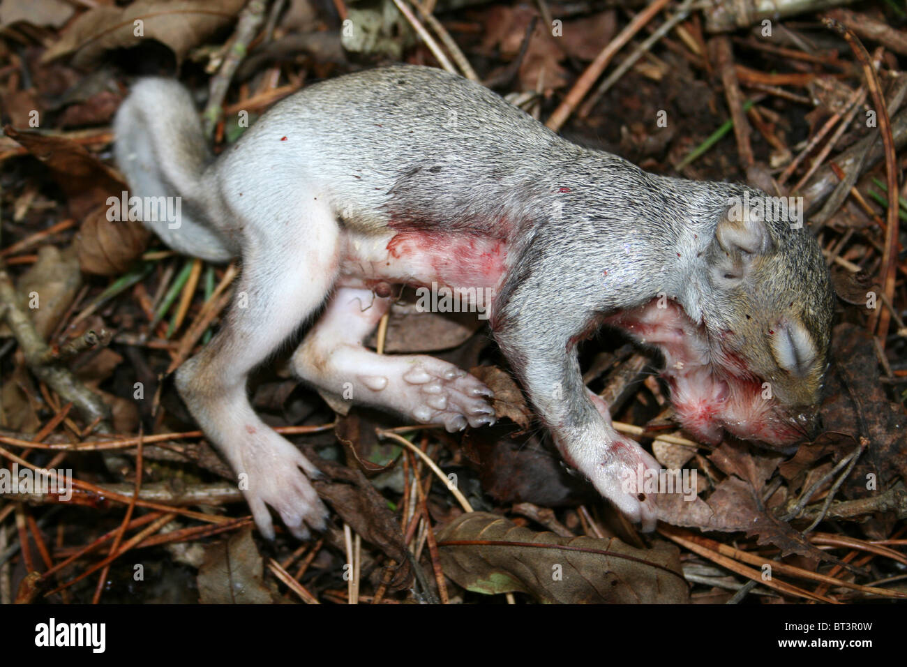 Totes Baby grau Eichhörnchen Sciurus Carolinensis genommen bei Kammern Bauernhof Holz, Lincolnshire, UK Stockfoto