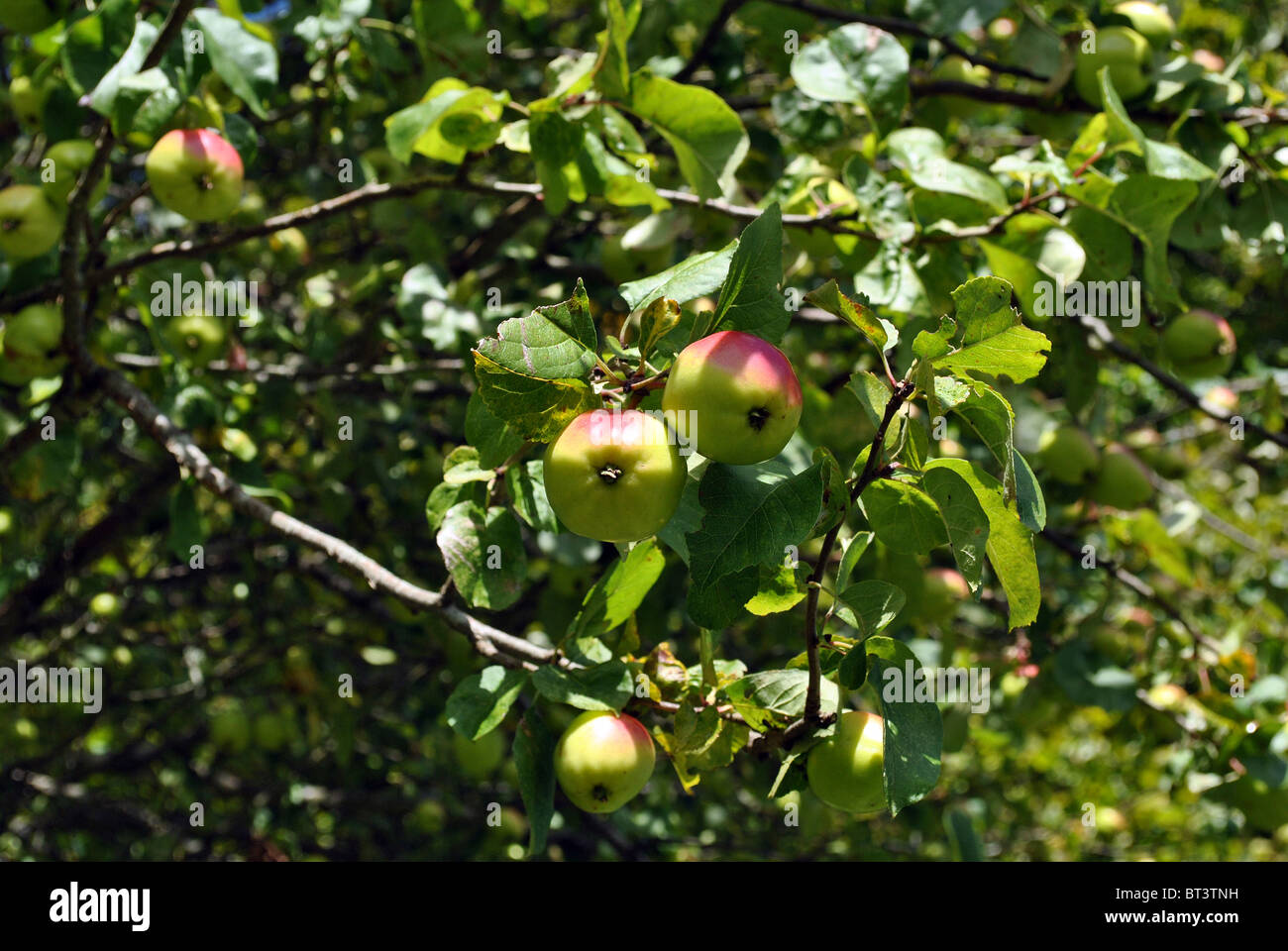 auf einem Baum reif Holzäpfel Stockfoto