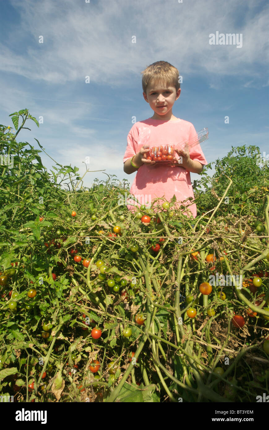 Acht Jahre alter Junge Kommissionierung Kirschtomaten an einer Community Supported Agriculture-Farm. Stockfoto