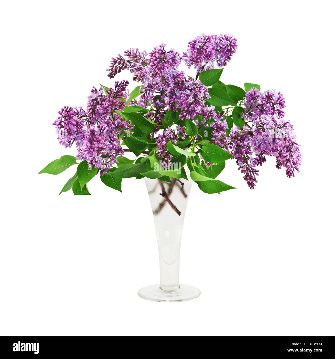 lila Blumenstrauß in Vase, isoliert Stockfoto
