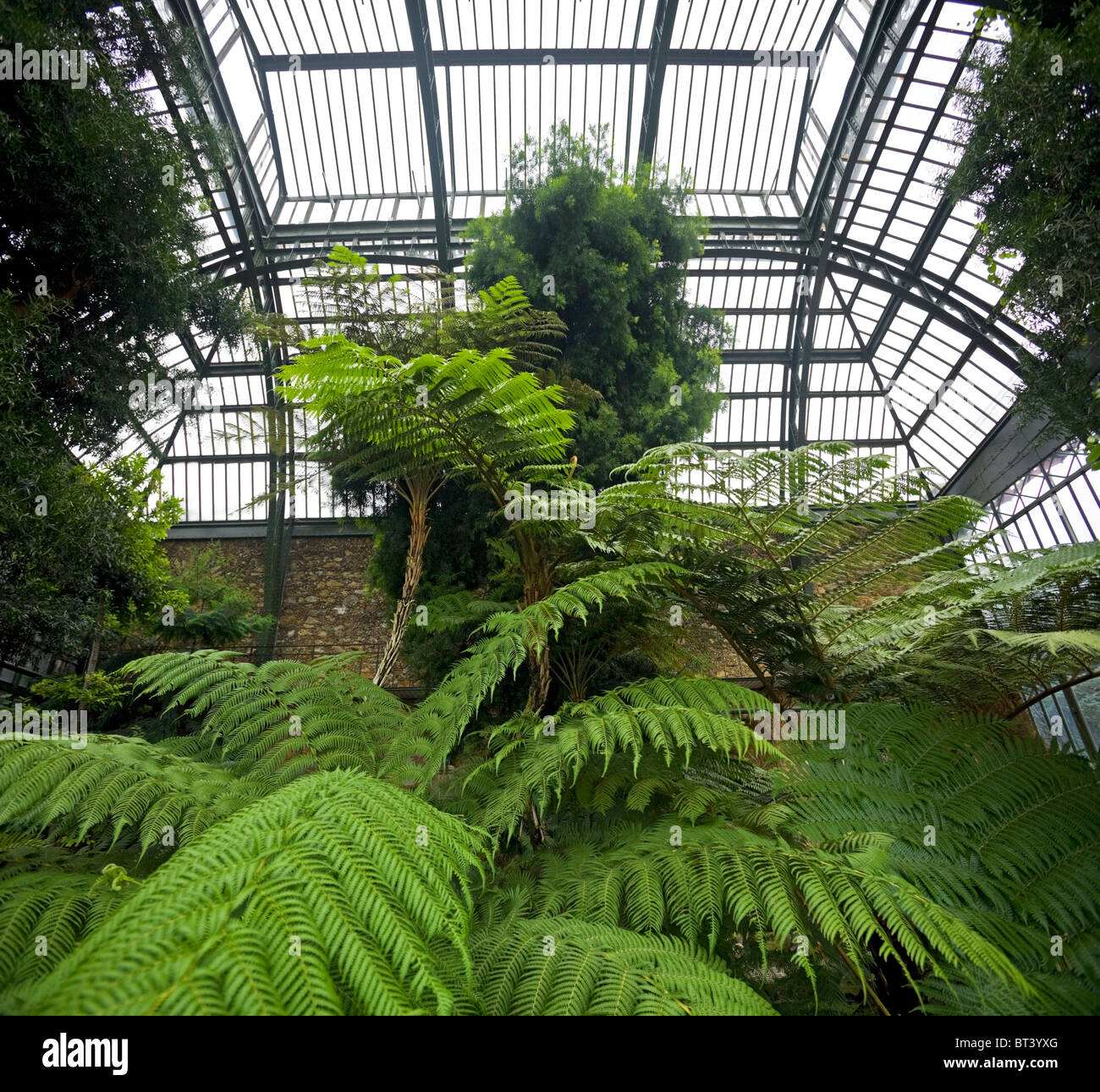 Baumfarne in tropischen Gewächshäusern das Natural History Museum, Paris. Fougères Arborescentes (Jardin des Plantes, À Paris) Stockfoto