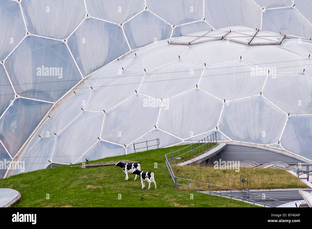 Modellkühe grasen auf einem Grasdach unter den enormen Biomen des Eden Project, Cornwall, Großbritannien Stockfoto