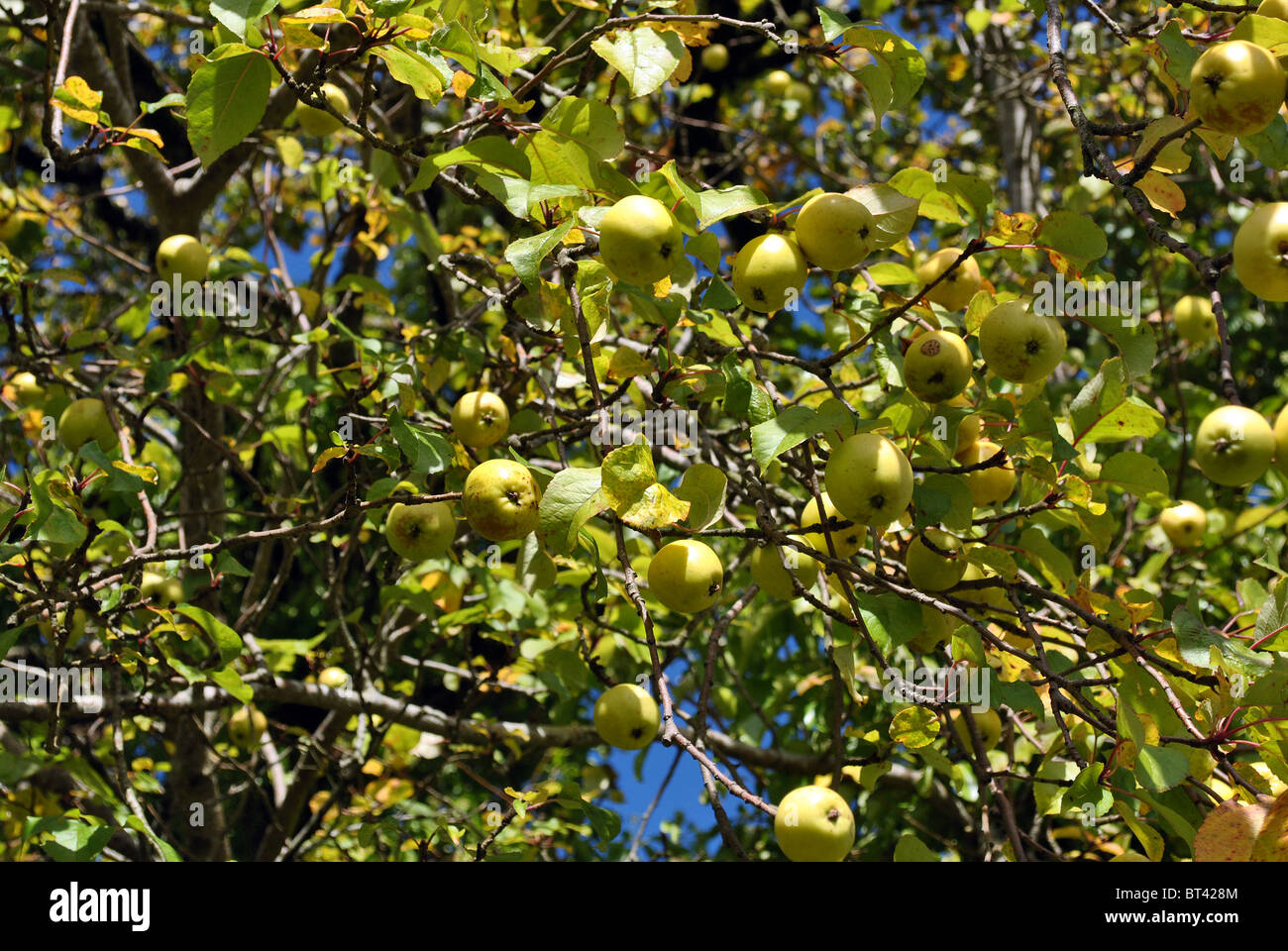 Reife frische gelbe Holzäpfel im Herbst Stockfoto