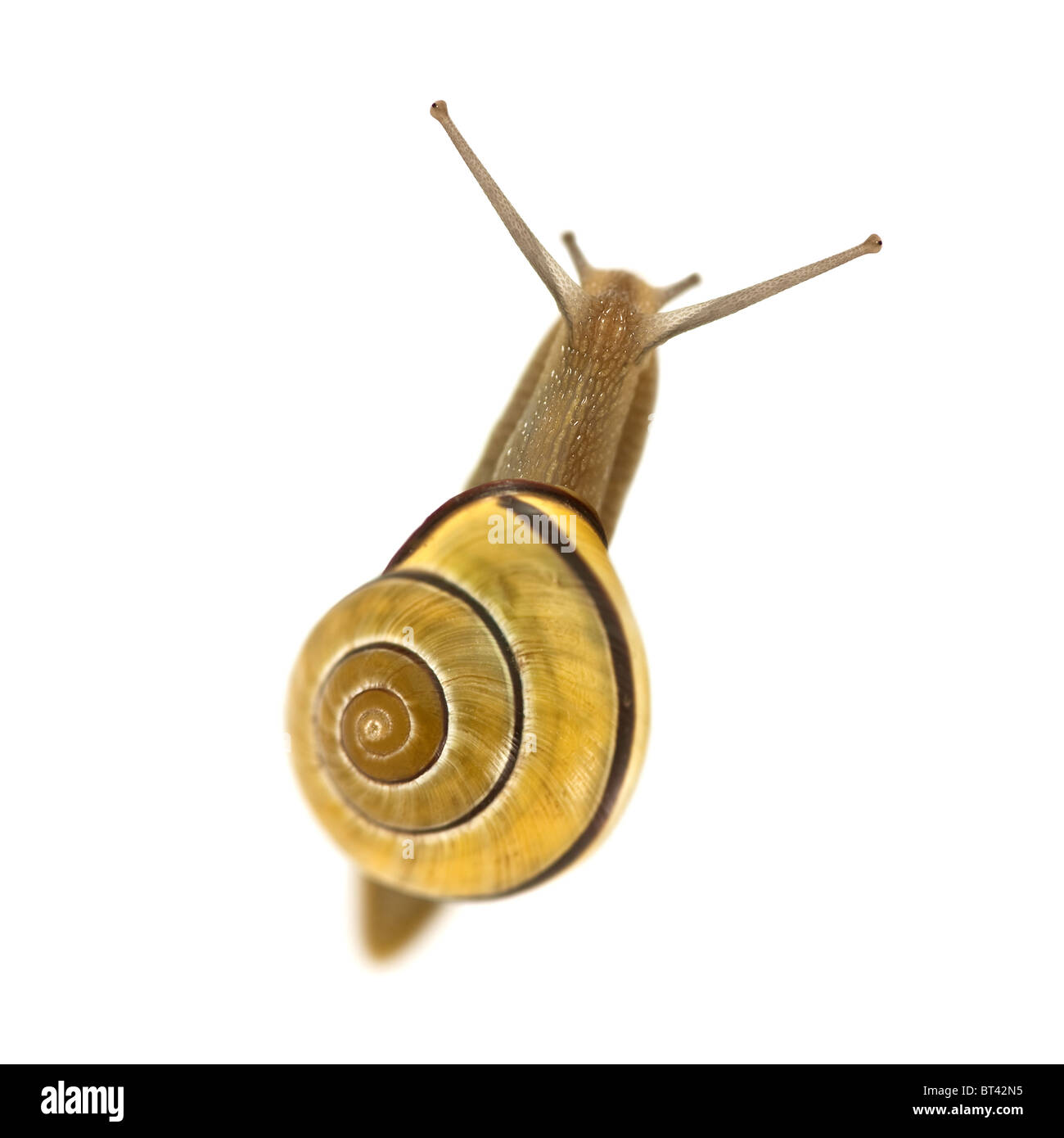 braune Schnecke isoliert auf weiss Stockfoto
