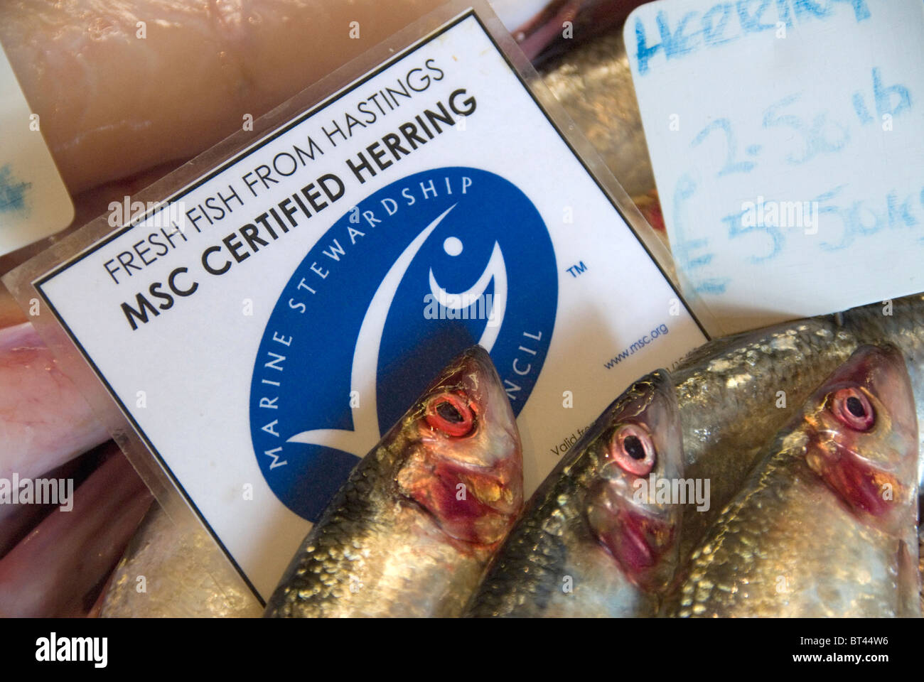 Hastings Frischfisch Marine Stewardship Council zertifiziert nachhaltigen Hering zum Verkauf an Rock-a-Nore Fischerei Stade Hastings Stockfoto