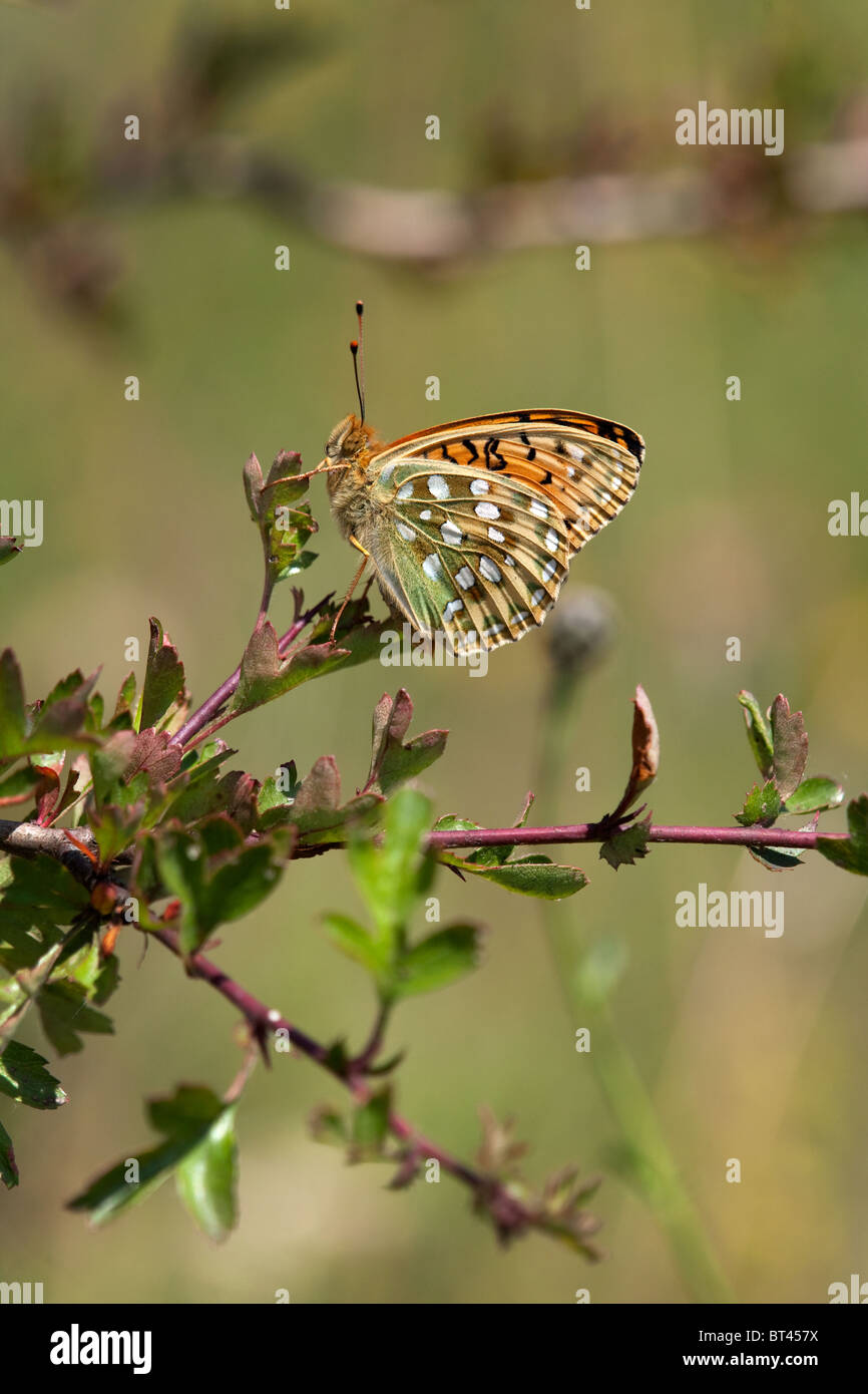 Dunkel grün Fritillary Butterfly Argynnis aglaja Stockfoto