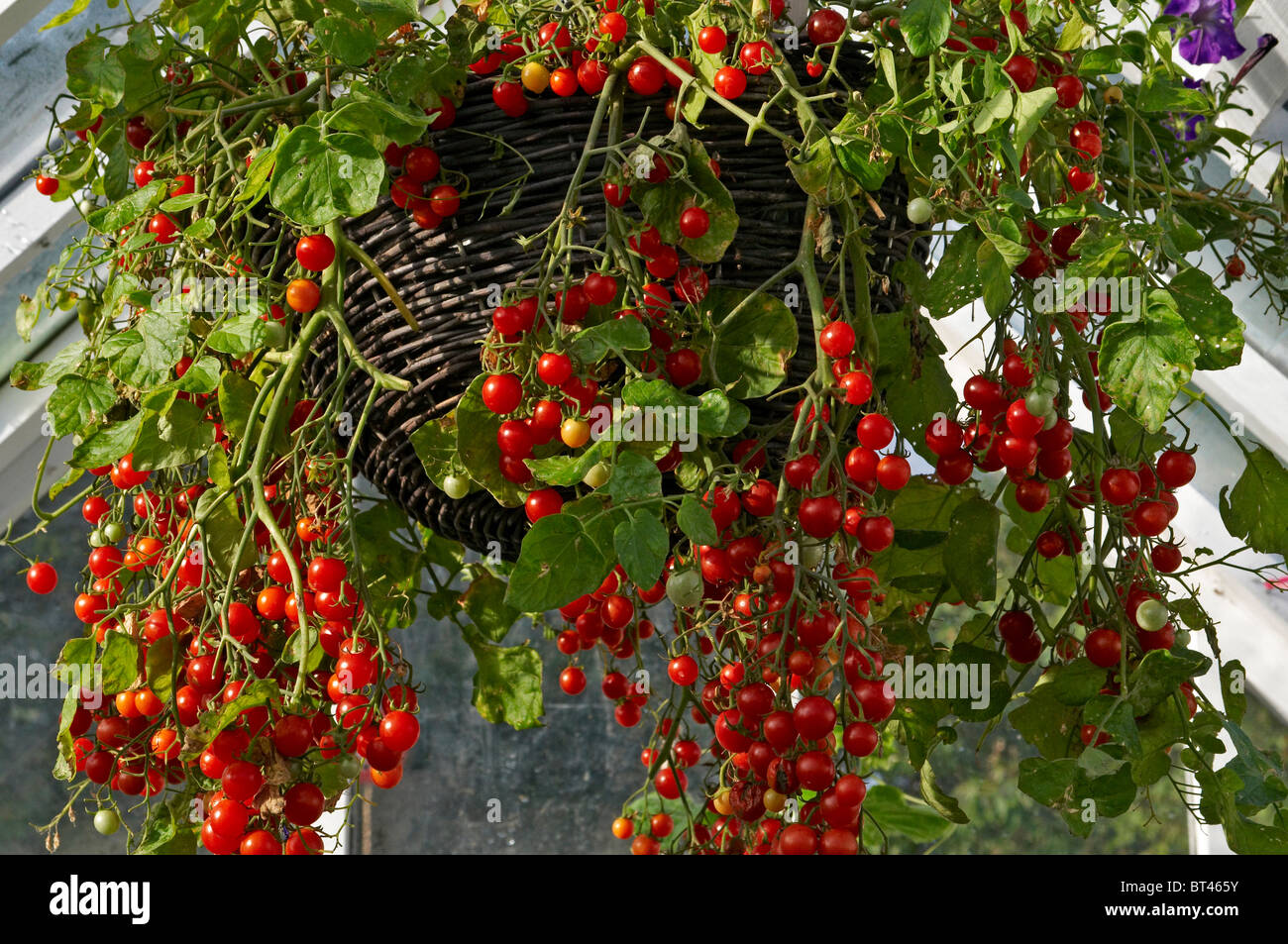 Eine Detail-Ansicht in einem Gewächshaus Tomaten "Hunderte und Tausende" Stockfoto