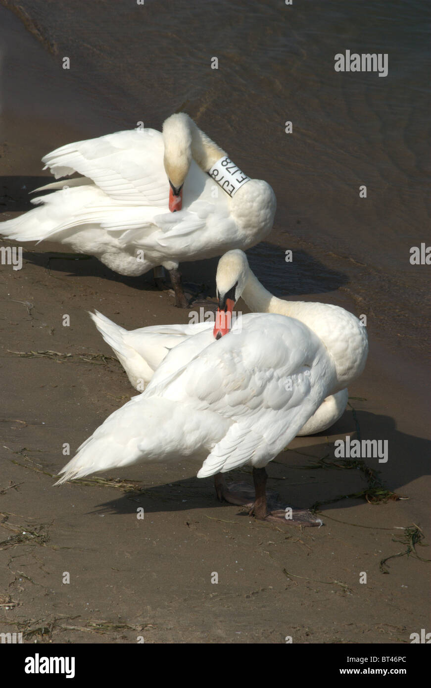 Schwäne am Ufer des Lake Ontario Bucht ruht. Stockfoto