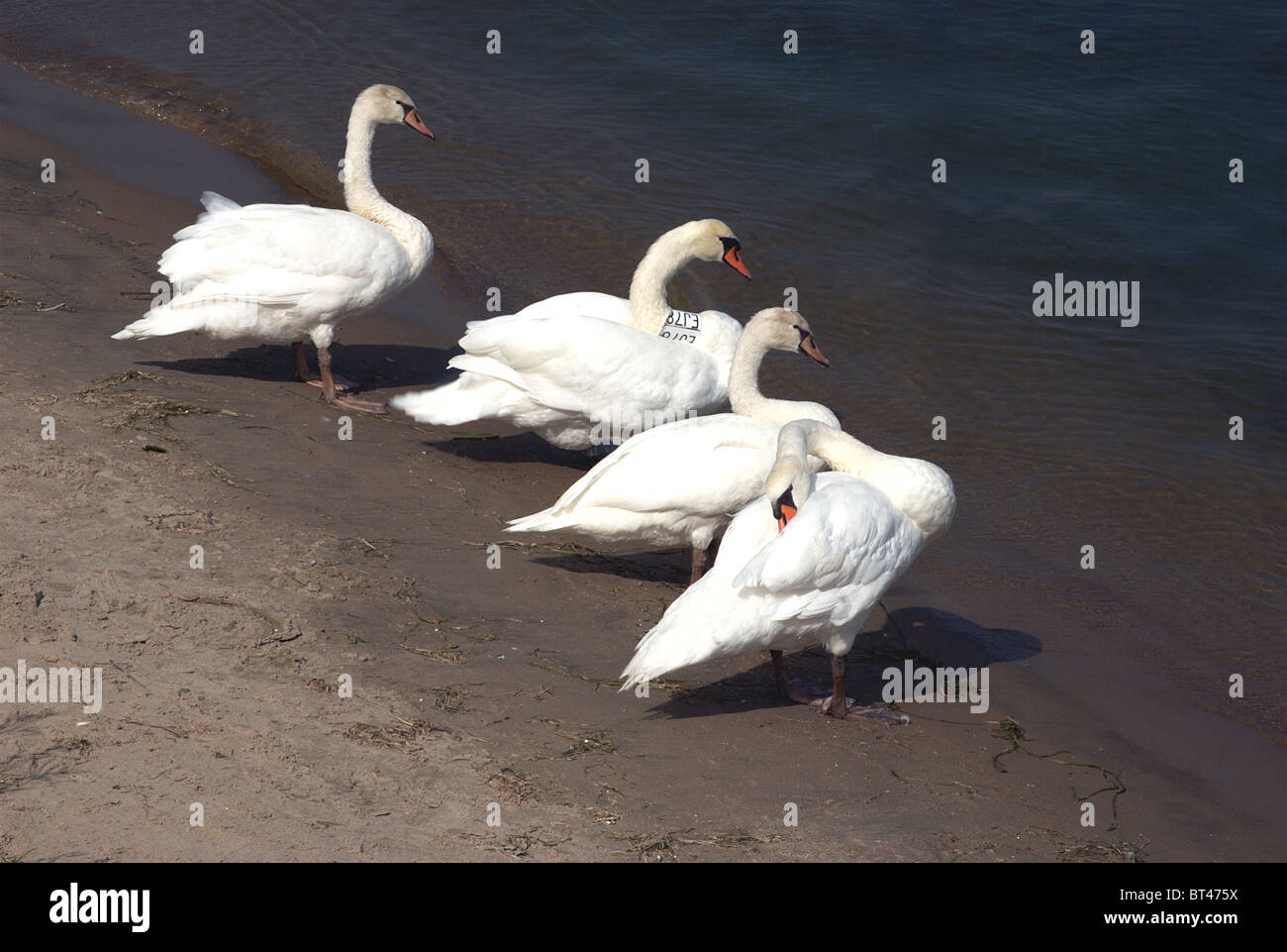 Schwäne am Ufer des Lake Ontario Bucht ruht. Stockfoto