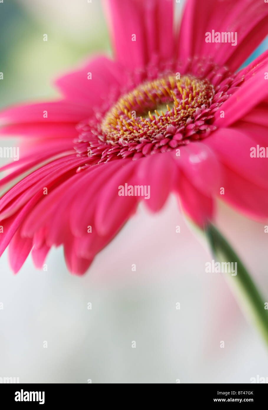 Ein buntes, konzentriert selektiv Makro-Aufnahme von einem hübschen rosa Gerbera Daisy Stockfoto