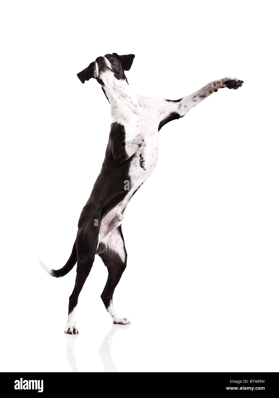 Schöner Mischling Hund, stehend auf weißem Hintergrund Stockfoto