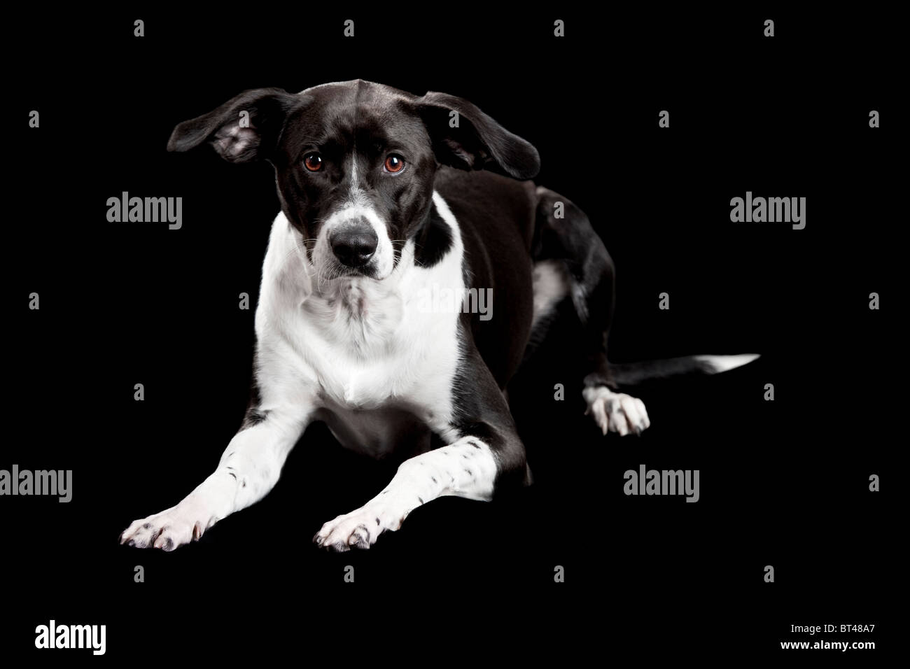 Schöner Mischling Hund liegend und isoliert auf schwarzem Hintergrund Stockfoto