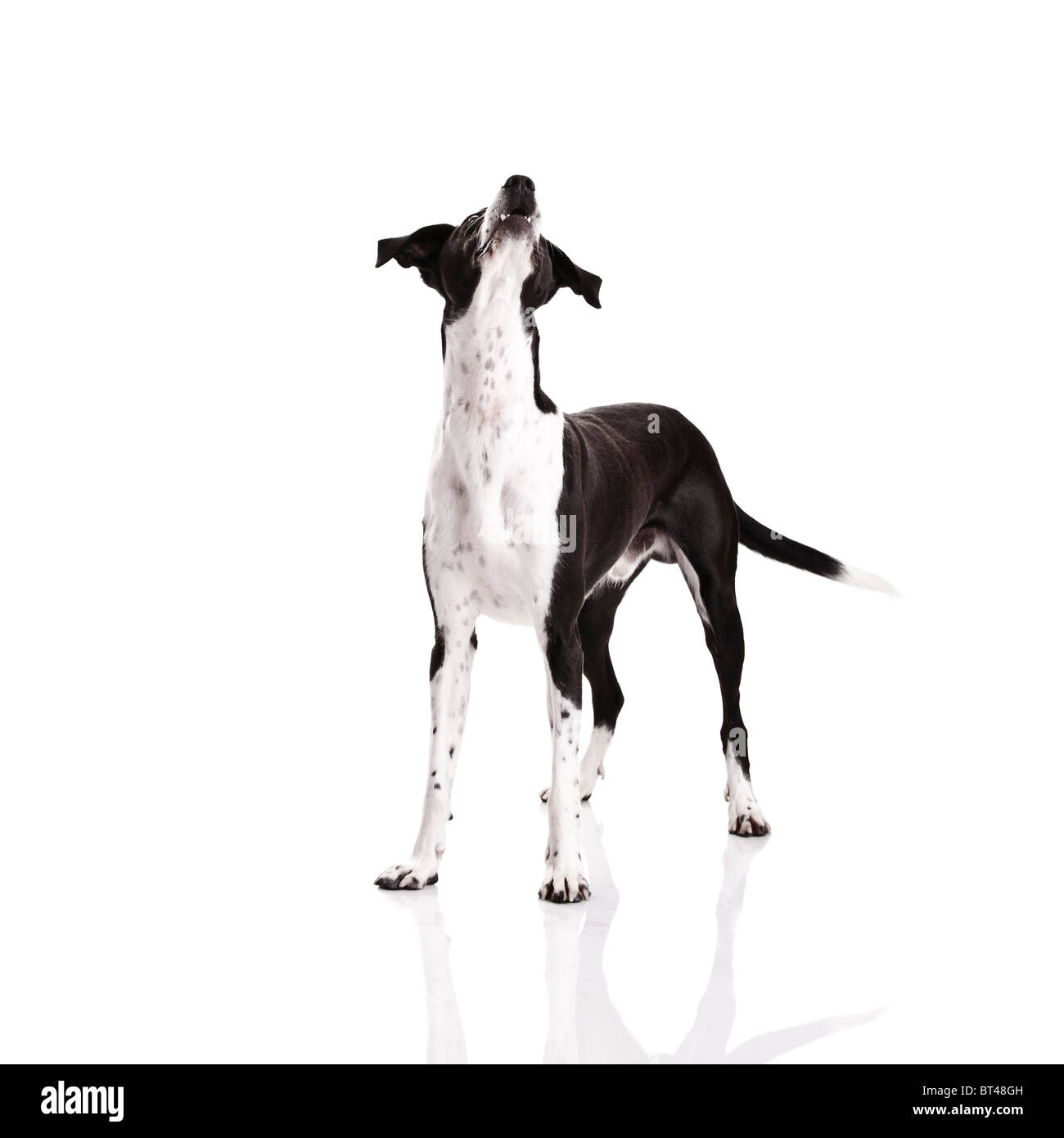 Schöner Mischling Hund, auf weißem Hintergrund Stockfoto