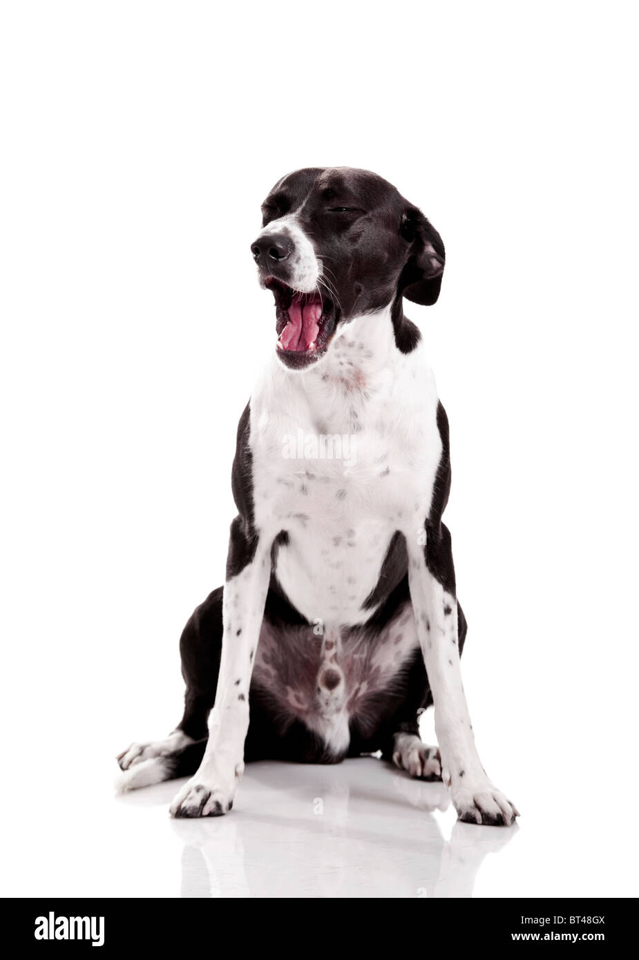 Schöner Mischling Hund sitzt auf weißem Hintergrund Stockfoto