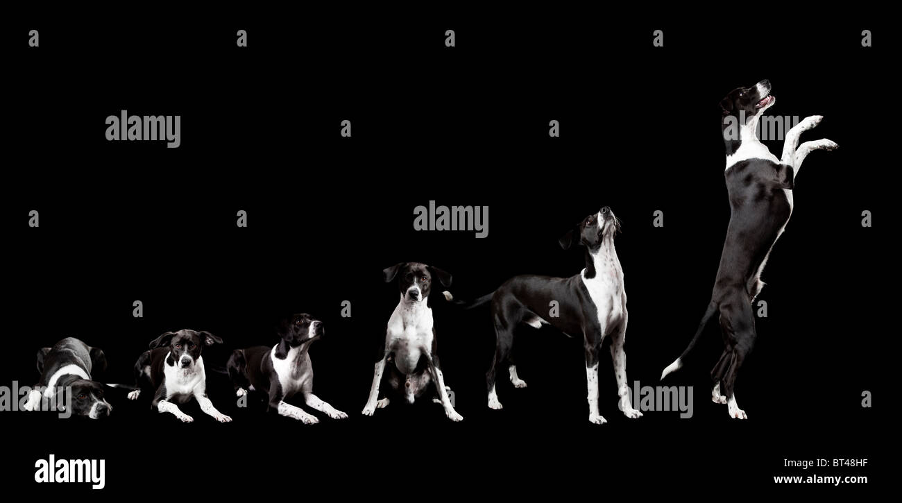 Schöner Hund auf dem Boden liegend, mit einem traurigen Blick, isoliert auf schwarz Stockfoto