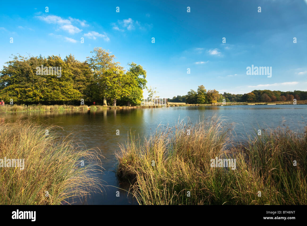 Stift-Teiche in Richmond Park im Herbst, Surrey, Uk Stockfoto