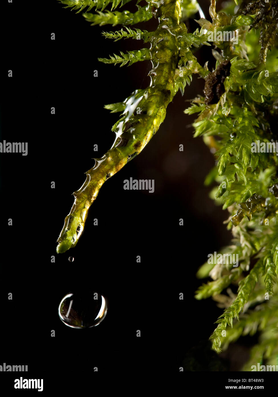 Nahaufnahme von Wassertropfen fallen von Moos auf schwarzem Hintergrund Stockfoto
