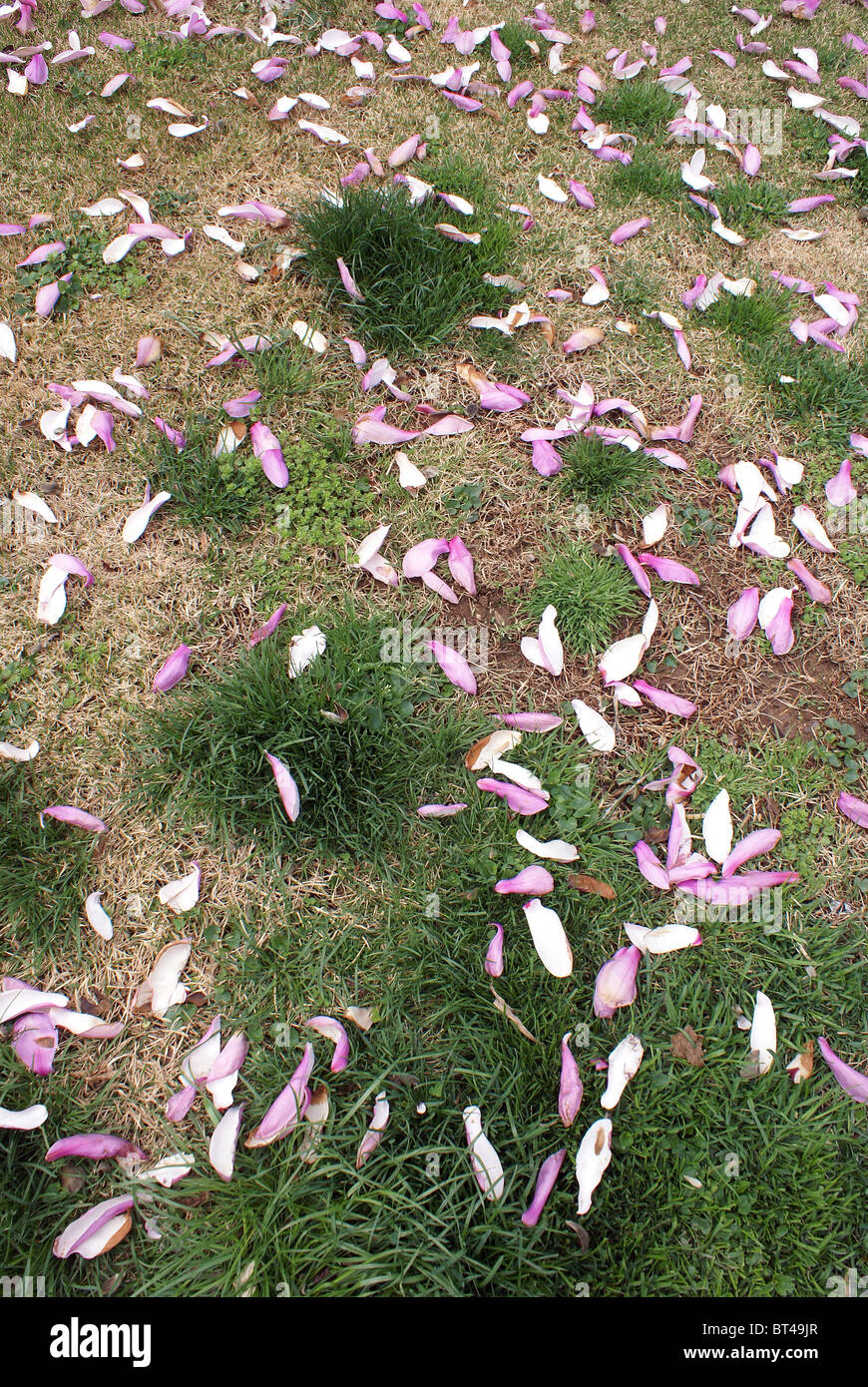 Magnolia Tree Blütenblätter auf den Boden Stockfoto