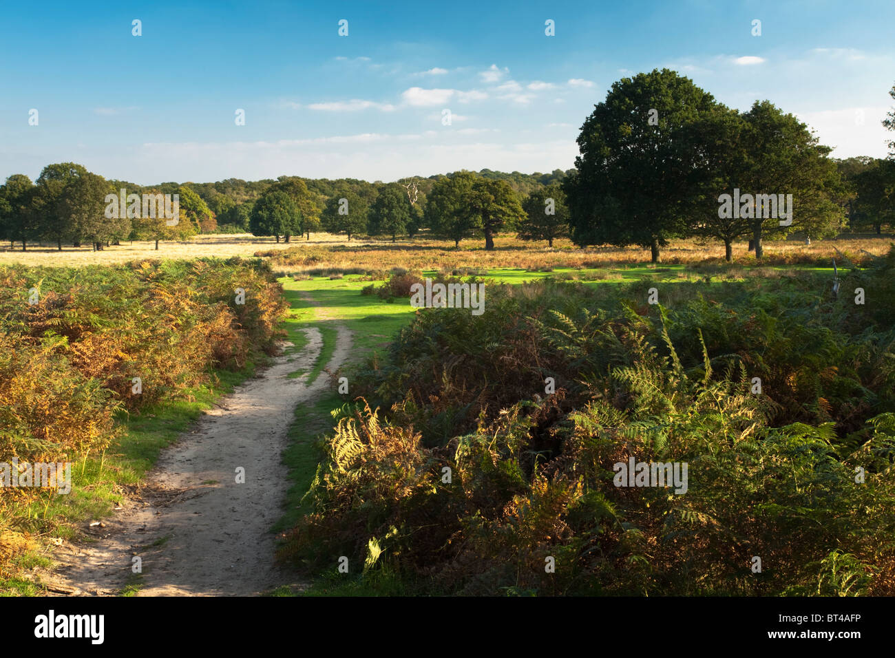 Herbst im Richmond Park, Surrey, Uk Stockfoto