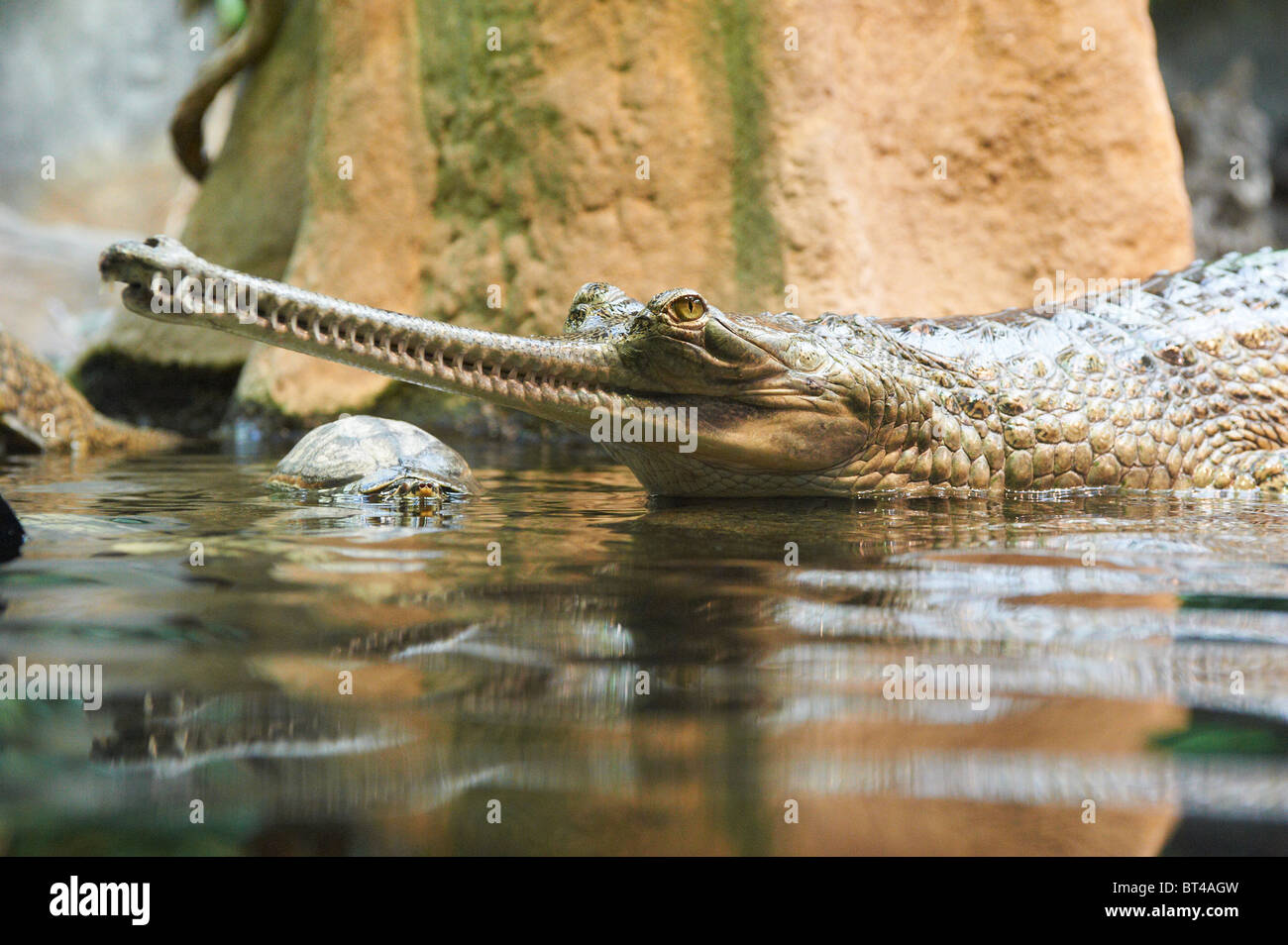 Indian gavial indian gharial gavialis Fotos und Bildmaterial in hoher
