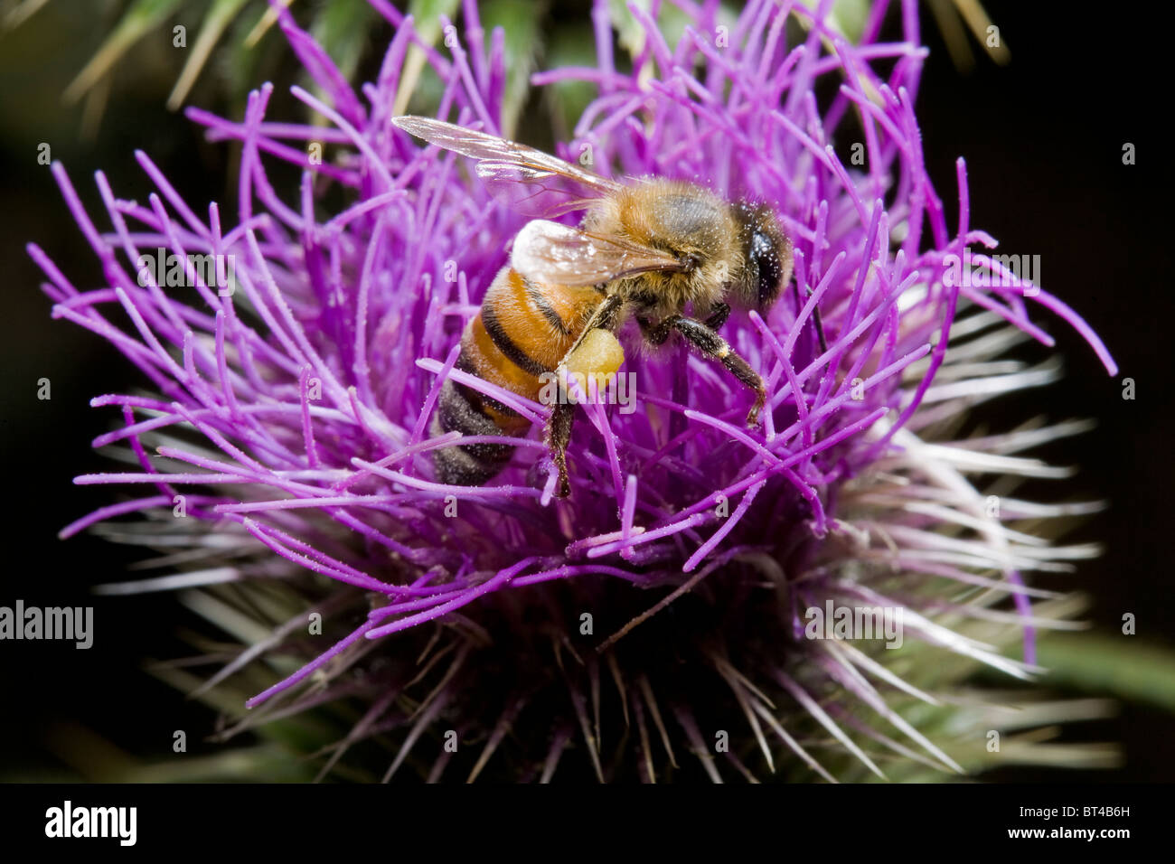 Biene, die Einnahme von Nektar aus Distel Blume Stockfoto