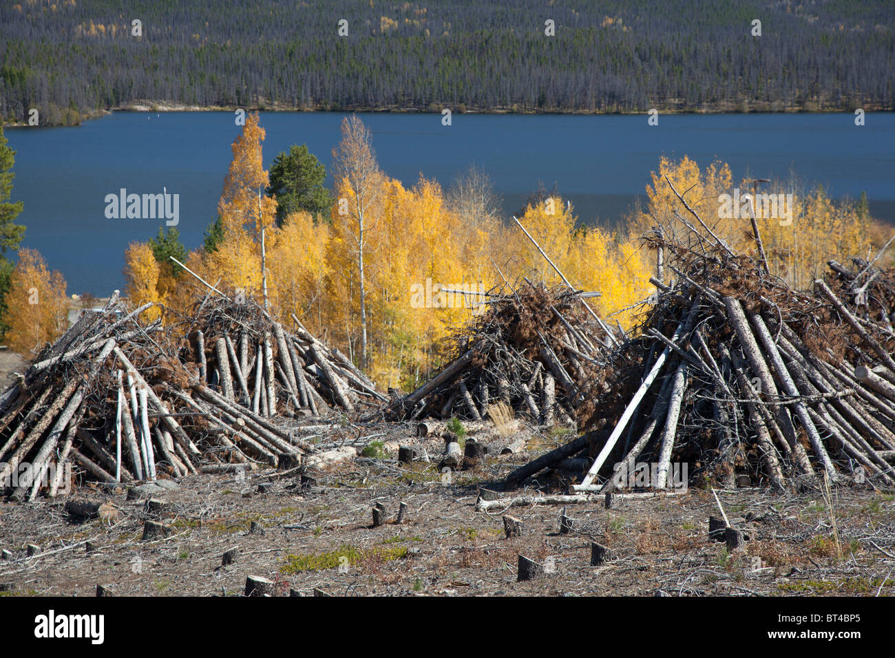 Pinien abgeholzt, nachdem sie, von Mountain Pine Beetle getötet wurden Stockfoto