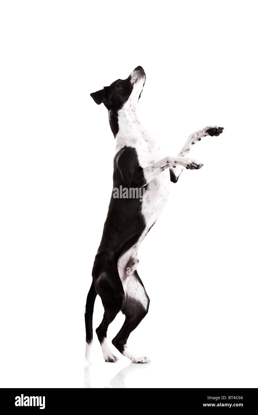 Schöner Mischling Hund, stehend auf weißem Hintergrund Stockfoto