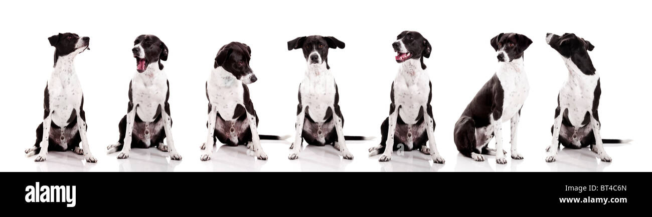 Schöner Mischling Hund sitzen und isoliert auf weißem Hintergrund Stockfoto