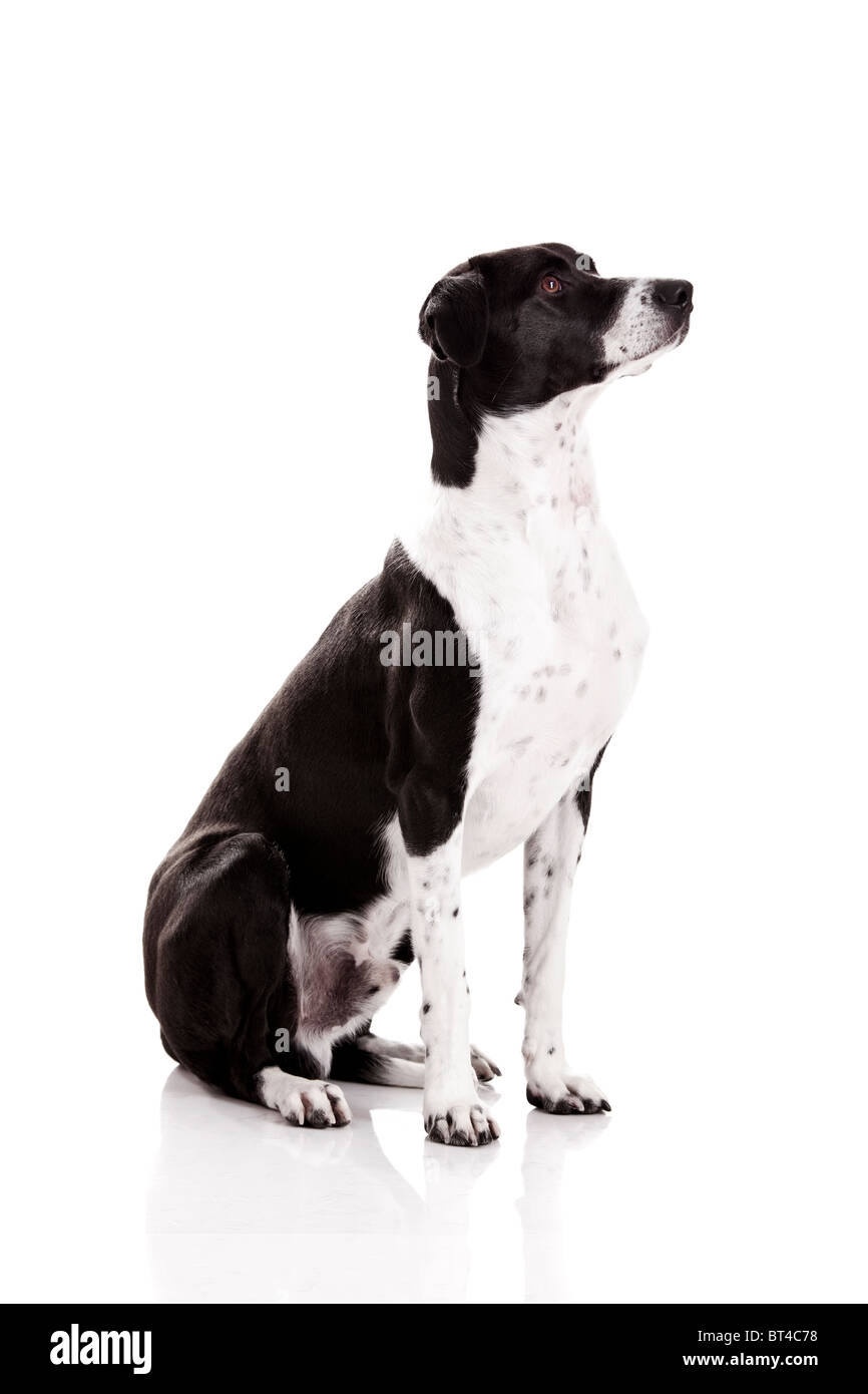 Schöner Mischling Hund sitzen und isoliert auf weißem Hintergrund Stockfoto