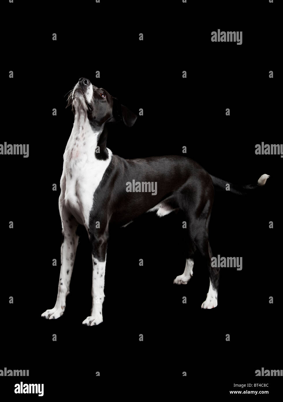 Schöner Mischling Hund, auf schwarzem Hintergrund Stockfoto