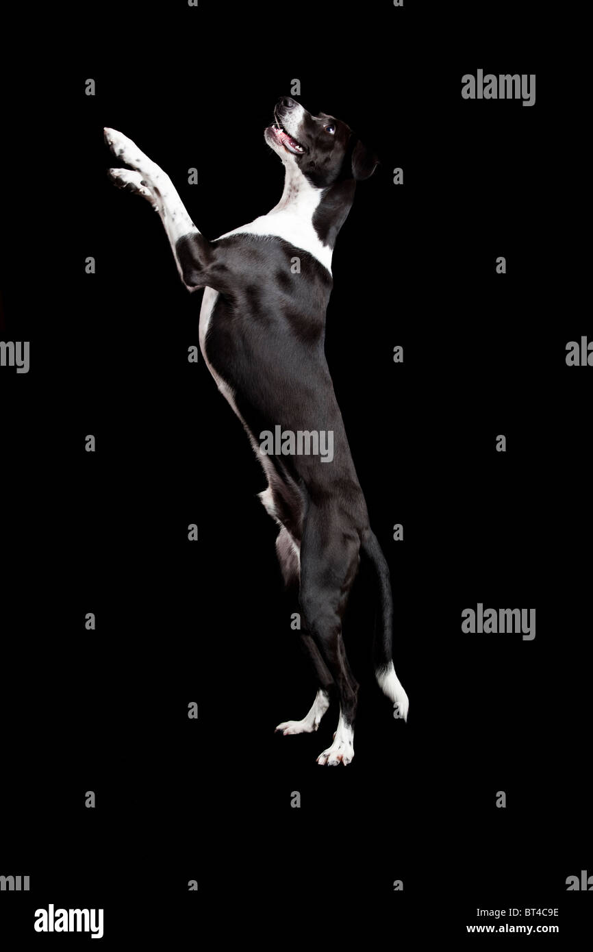 Schöner Mischling Hund, stehend auf schwarzem Hintergrund Stockfoto