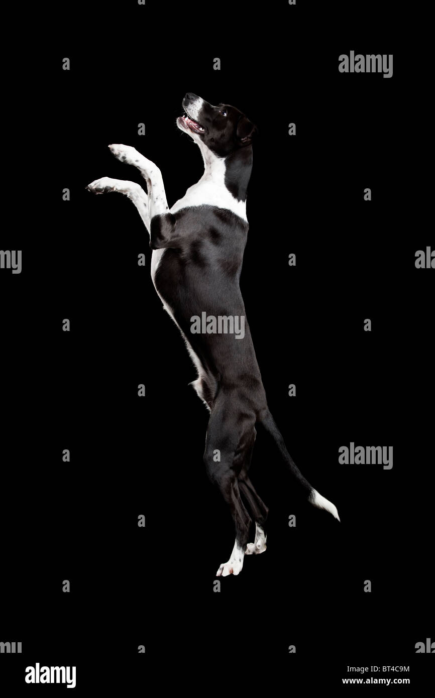 Schöner Mischling Hund, stehend auf schwarzem Hintergrund Stockfoto