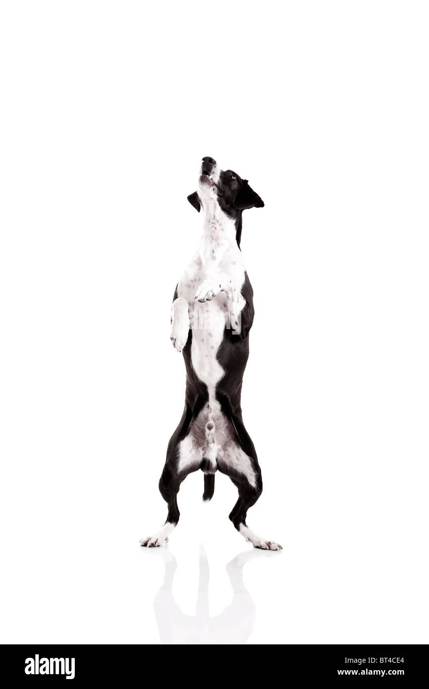 Schöner Mischling Hund, stehend auf weißem Hintergrund Stockfoto