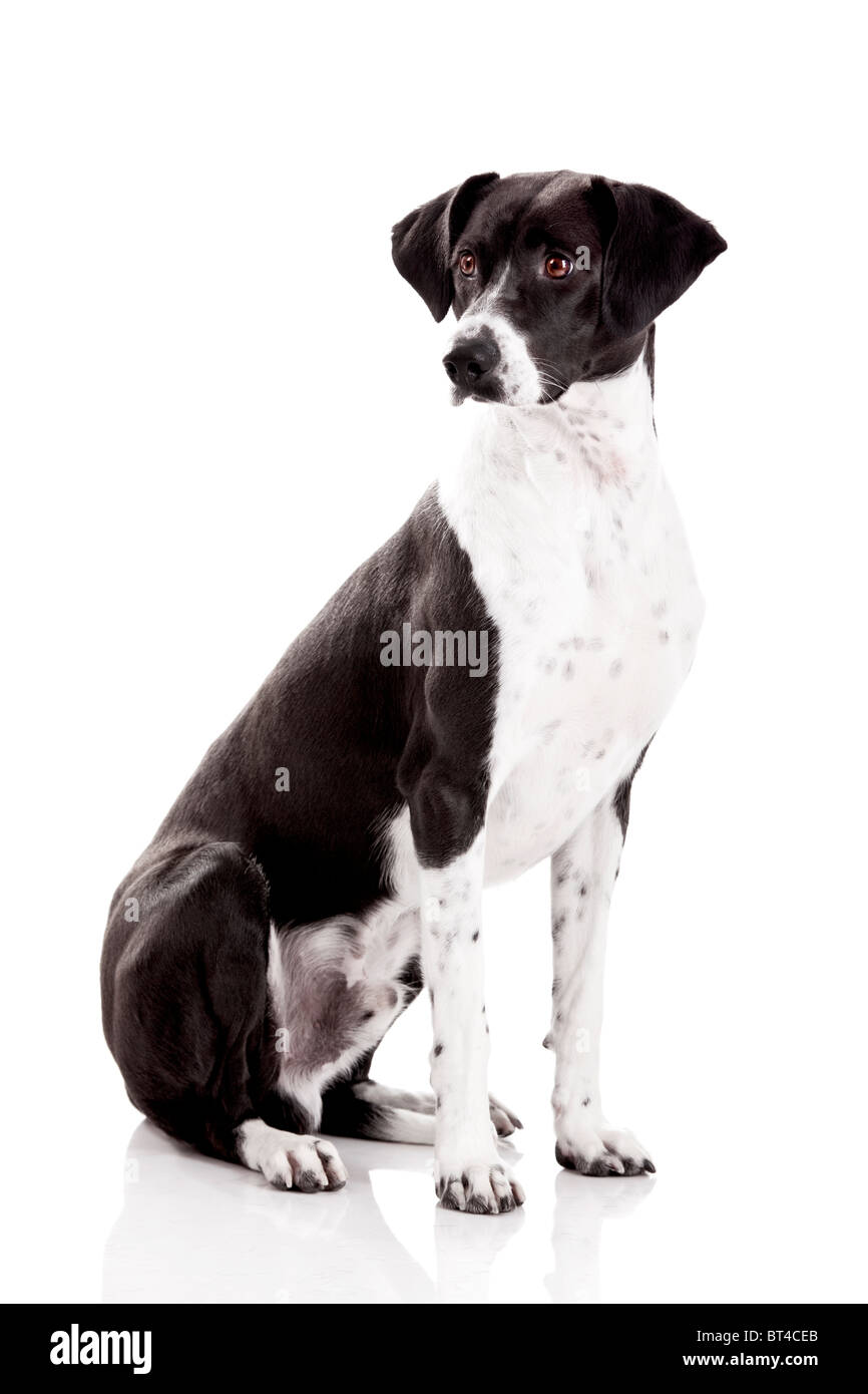 Schöner Mischling Hund sitzen und isoliert auf weißem Hintergrund Stockfoto