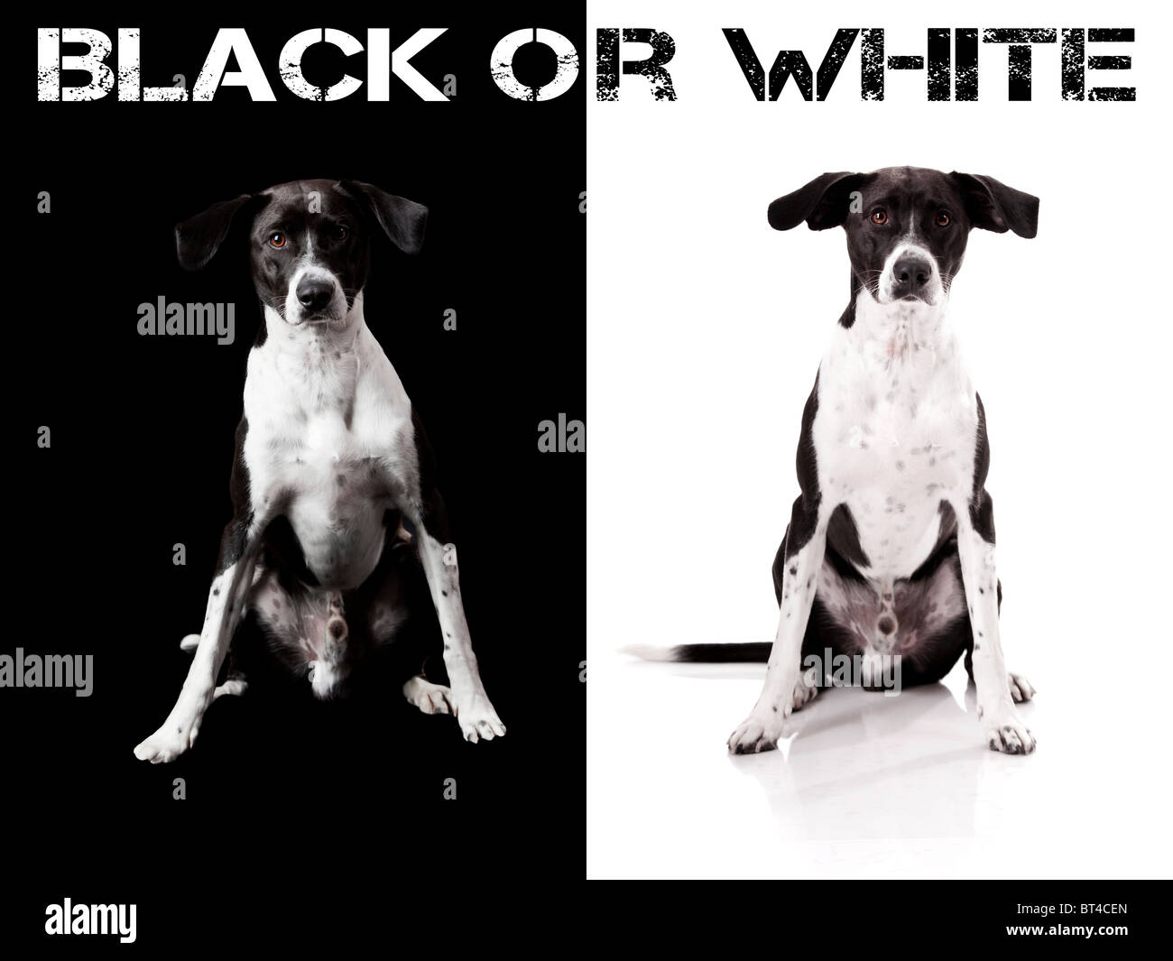 Schönes Konzept einen schönen netten Hund auf verschiedenen Hintergründen Stockfoto