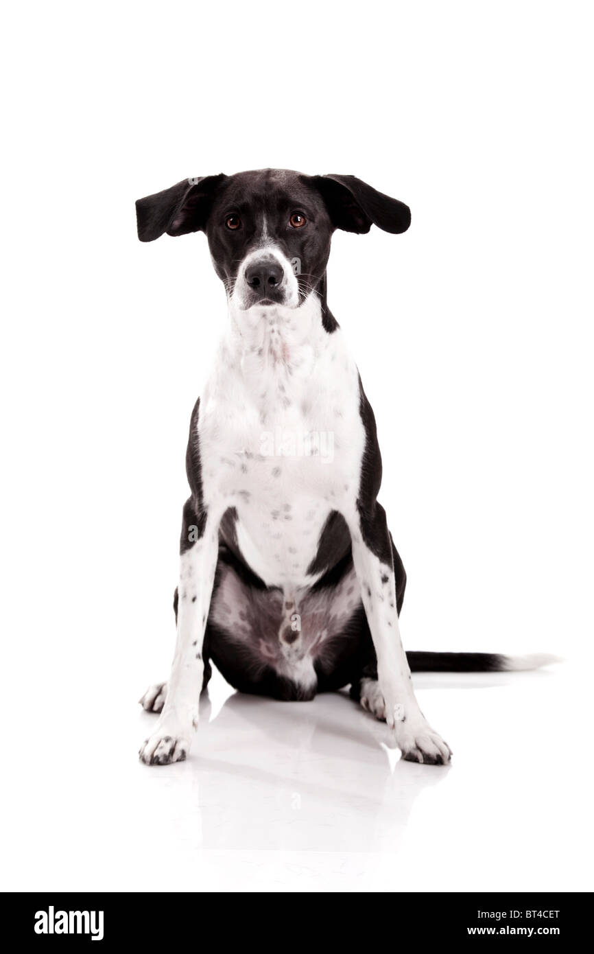 Schöner Mischling Hund sitzen und isoliert auf weißem Hintergrund Stockfoto