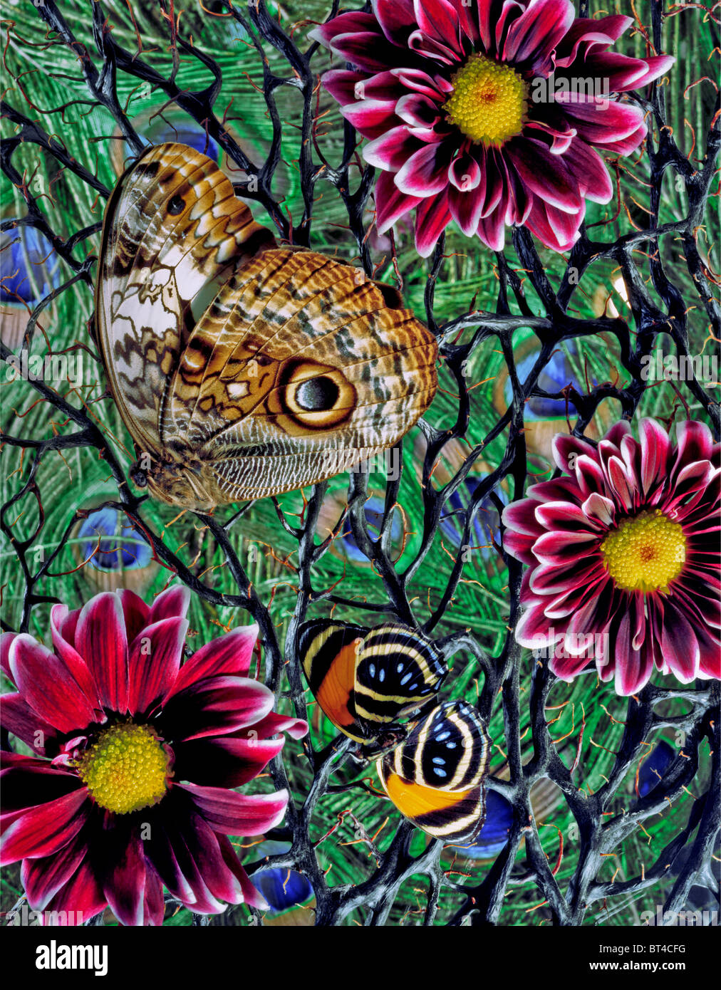 Schmetterling, Nachtfalter, Pfauenfedern & Blumen Stockfoto